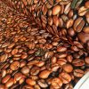 COFFEE BEANS Bean Cafe Cotton Fabric - Curtain Upholstery Craft material - 110''/ 280 cm Extra wide - BROWN